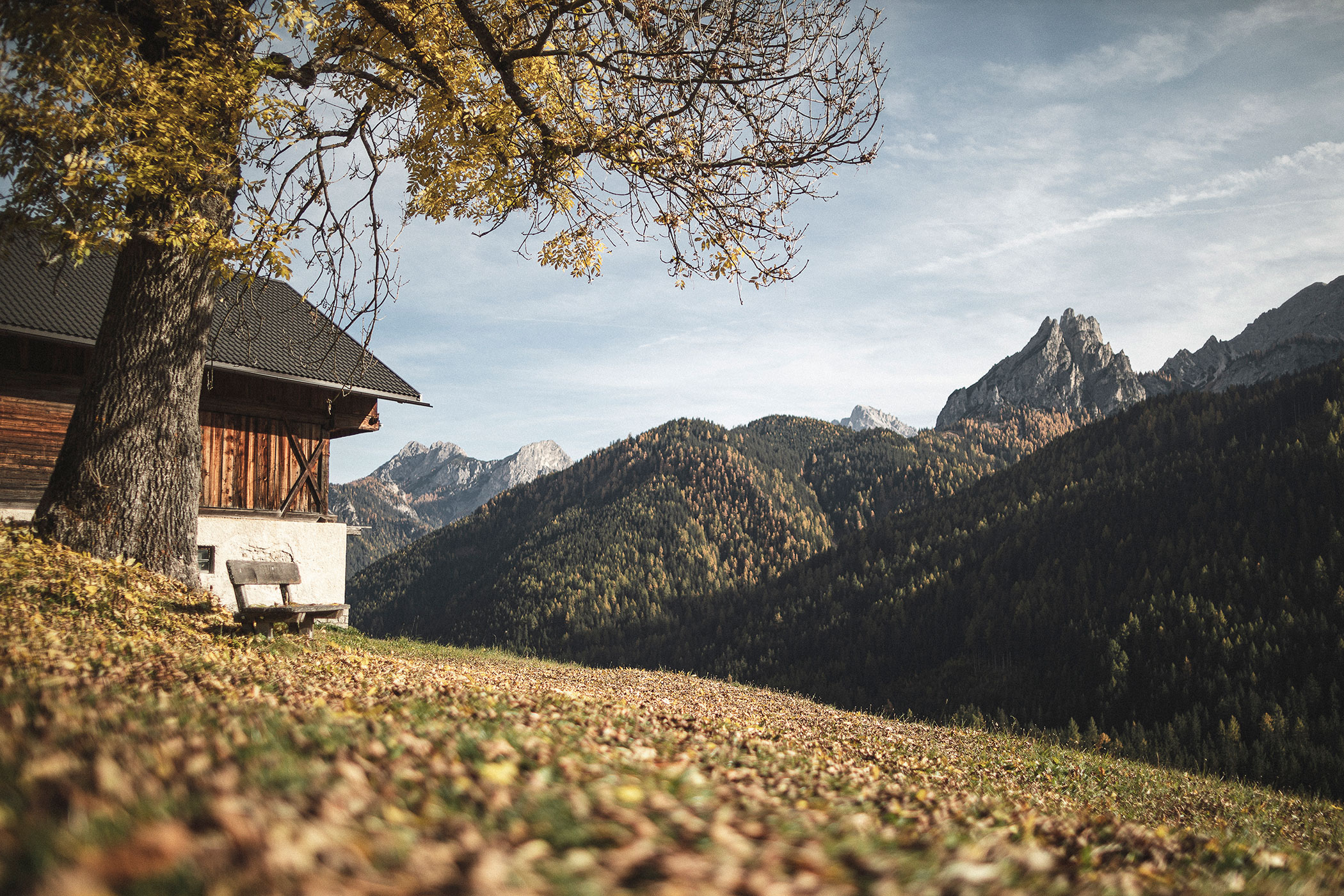 Paesaggio autunnale con foglie e boschi colorati